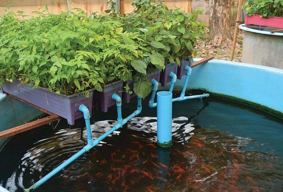 From Fish Tanks to Classrooms: Aquaponics Inspiring STEM Learning